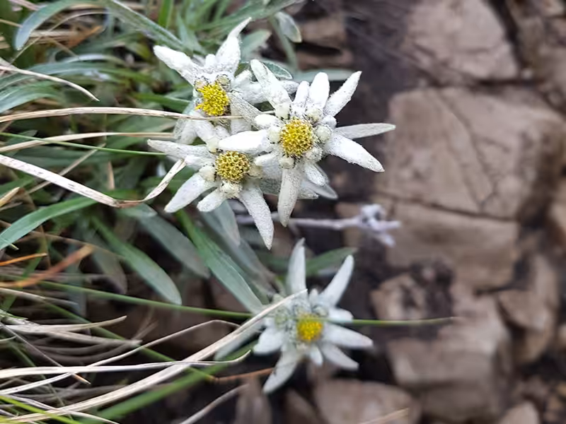 Edelweiss