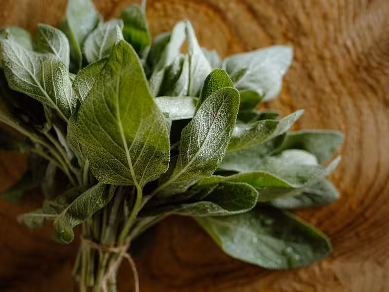 frische kraeuter